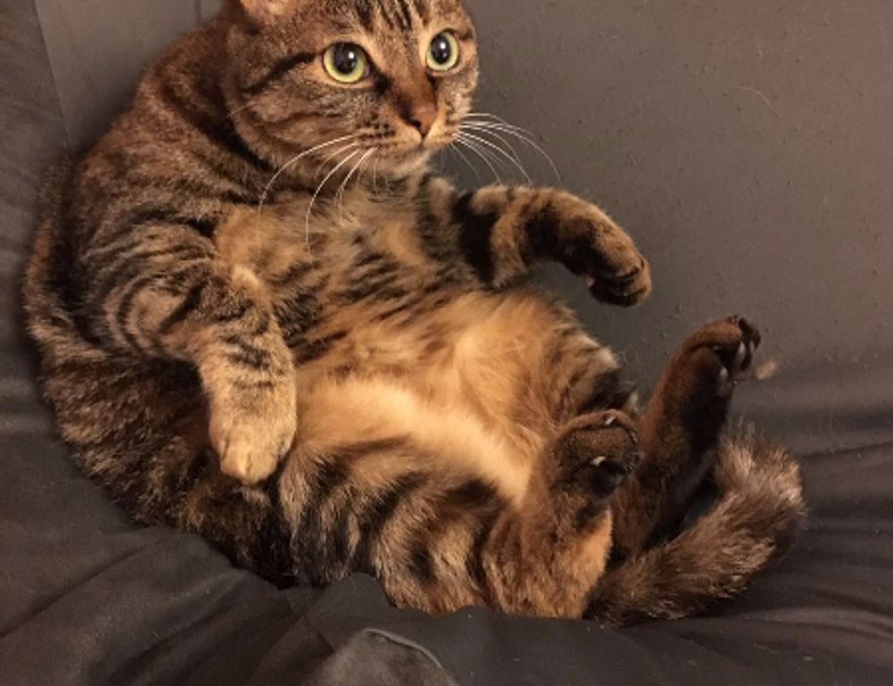 gfxrobotection ai software by gfxmaker