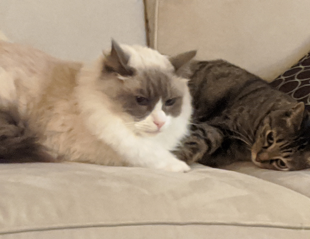 how to use guides in photoshop gfxprojectality