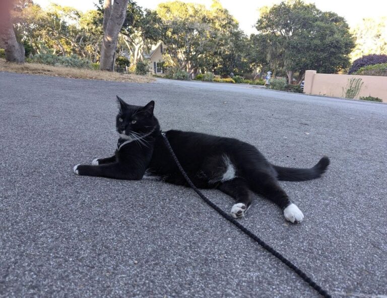 tech trends gfxprojectality