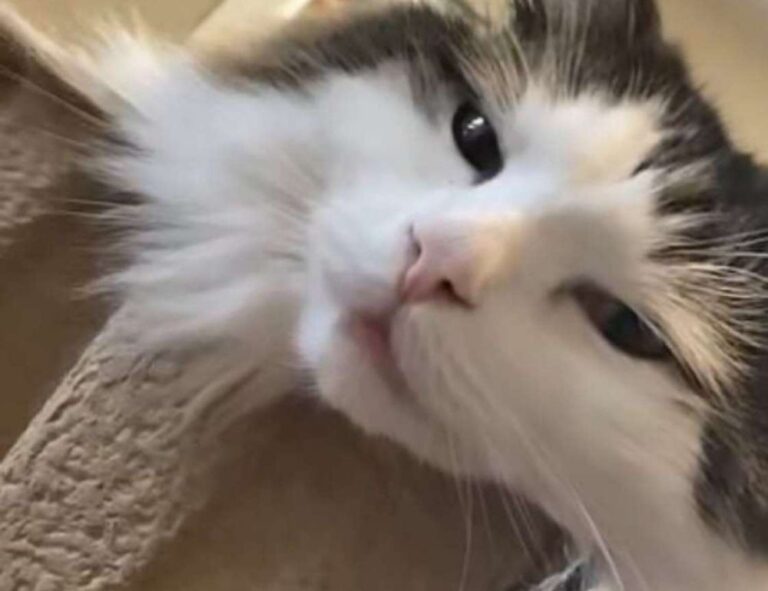 which photoshop should i get gfxprojectality