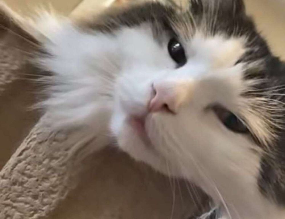 which photoshop should i get gfxprojectality