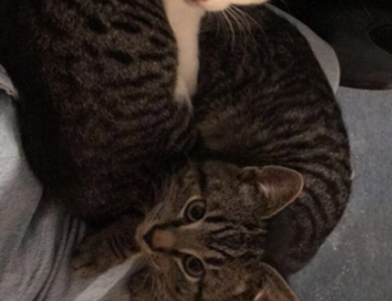 why can't i run my genboostermark code