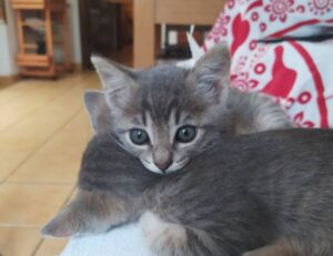 23000 pesos mexicanos a chilenos