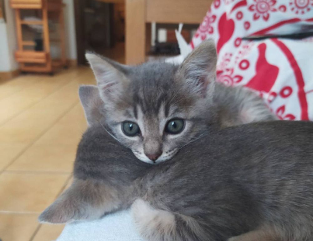 23000 pesos mexicanos a chilenos