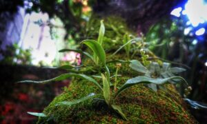 80 uf a pesos chilenos