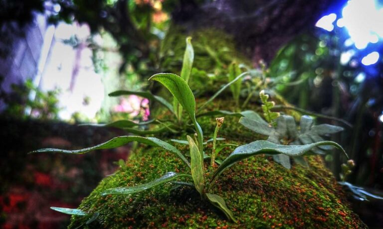 80 uf a pesos chilenos