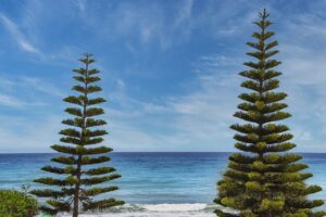 cameraman skibidi dibujo para colorear