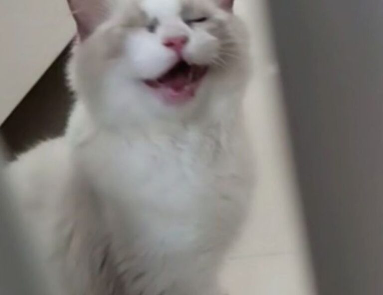 tamilyogi. vip home page