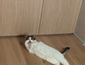 yali capkini sub indonesia lk21