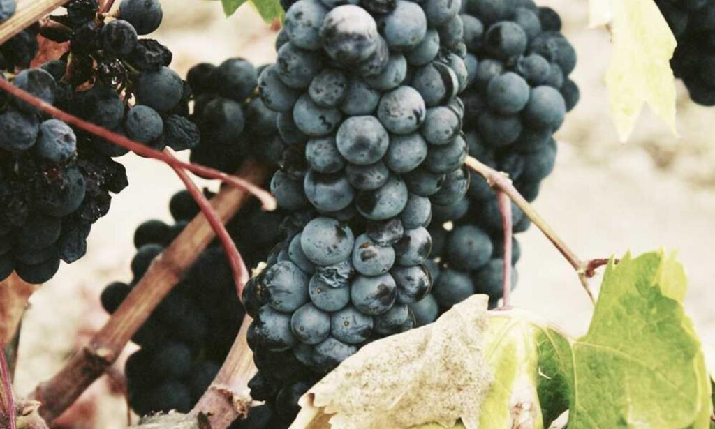 yina calderon only fans